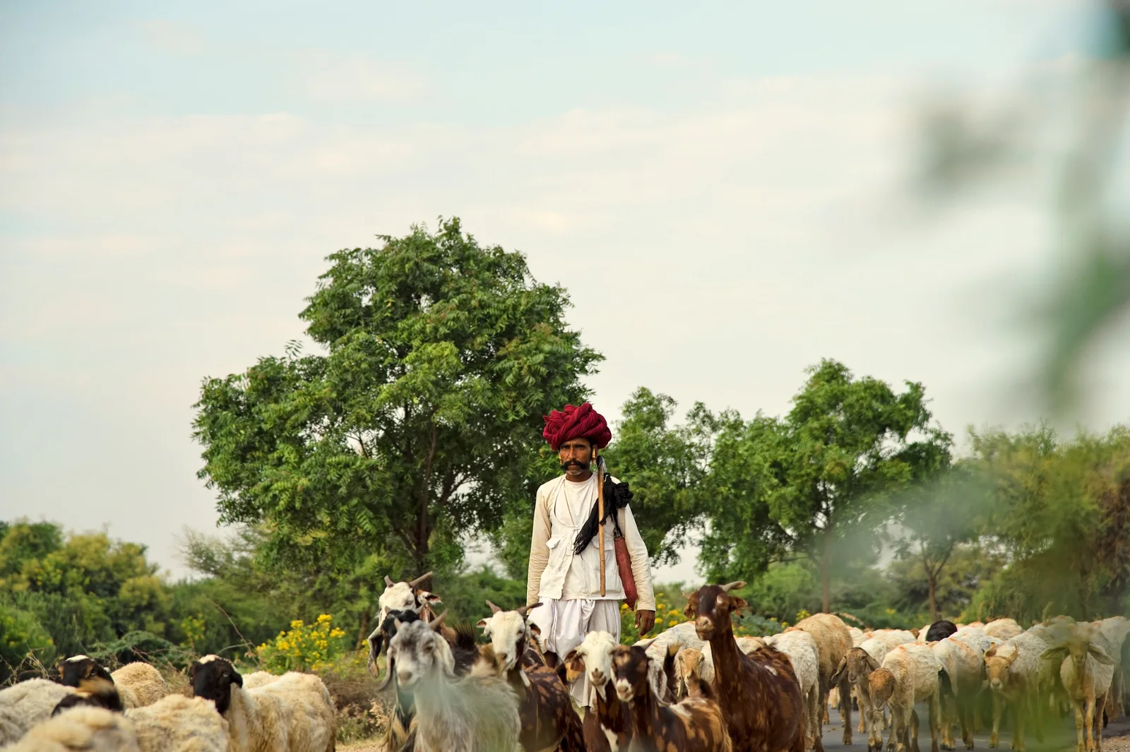 Traditional Rabari pastoralist shepherd standing with his flock, representing human-wildlife coexistence in Rajasthan